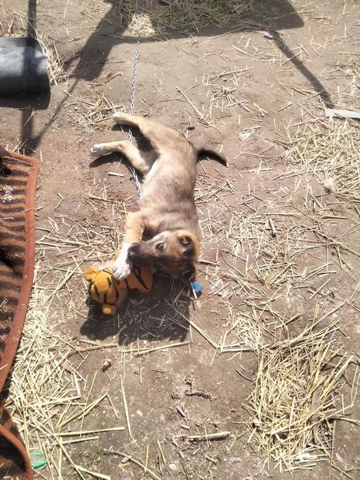 Лапочка девочка в добрые руки. Собака. Щенок.