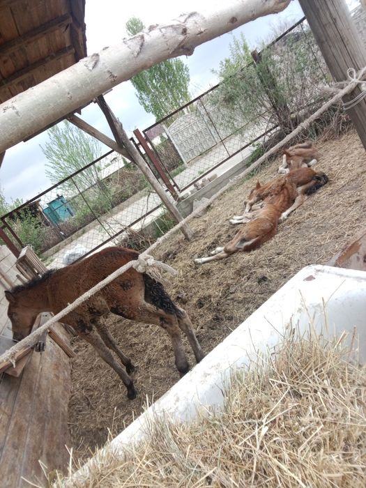 Кулындар сатылымда. 6 бас.