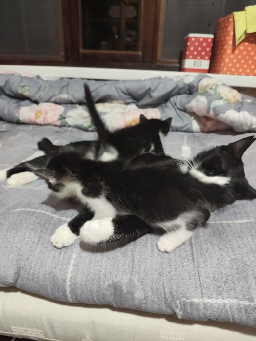 Отдаются даром котята вместе с их мамой.пока котята ещё не кушают сами