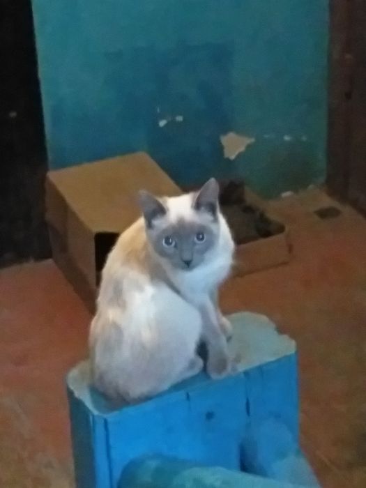 Котята котята котята