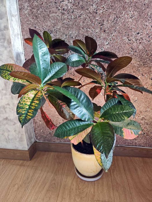 Цветок комнатный "Кротон"