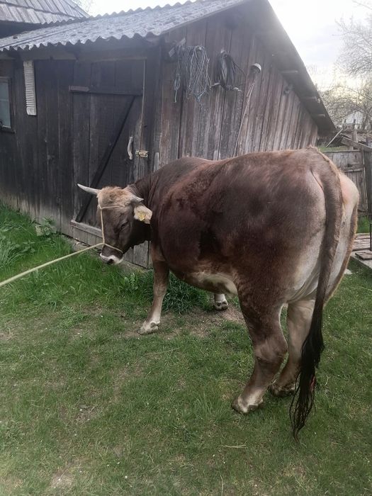 Vând jurinca de 2 ani gestanta în 8 luni