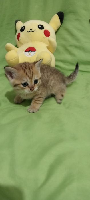 Продам котят Скоттиш Страйт фолд