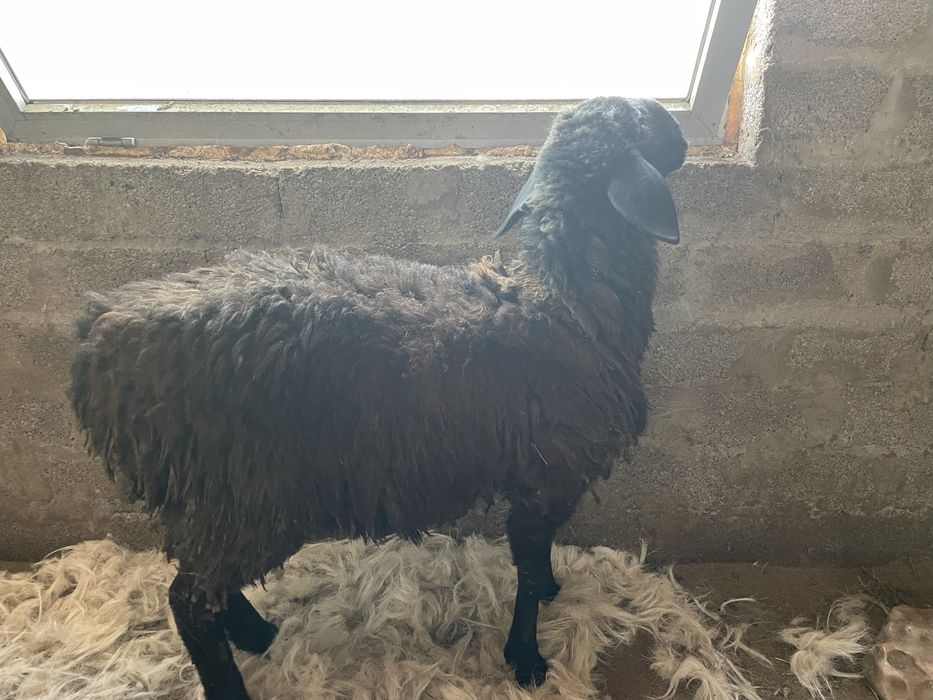 Кой сатылады семыз