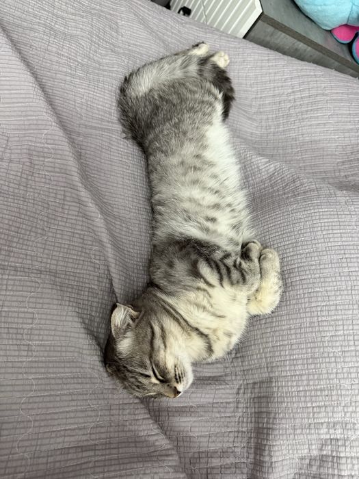 Кошка. Мысық сатылады