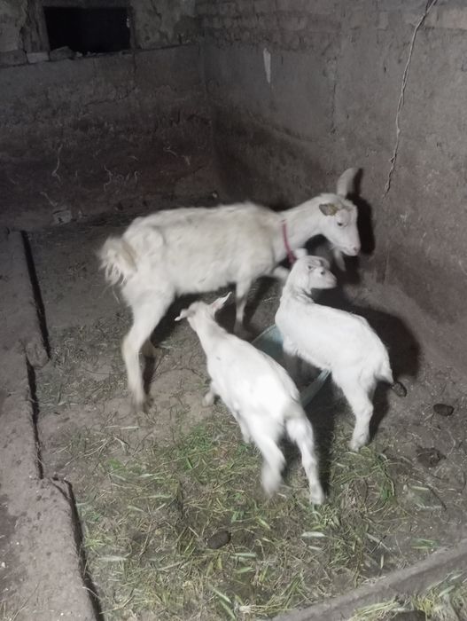 Продам казу с козлятами