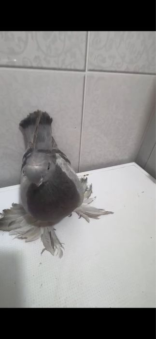 Продам голуби, кептер