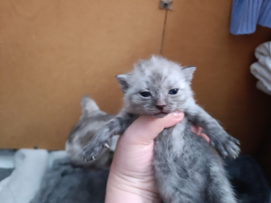 Продам шотландские котята