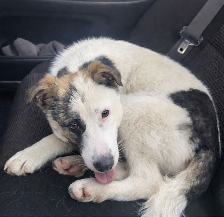 Ищем любящих родителей для собаки-девочки