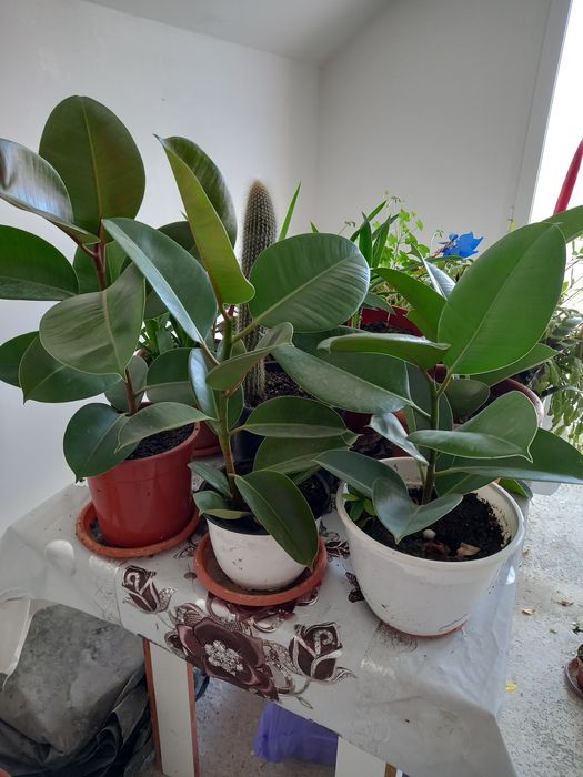Plante de ficus.sănătoase și viguroase..