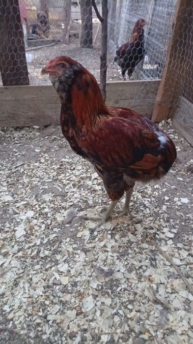 Araucana familii