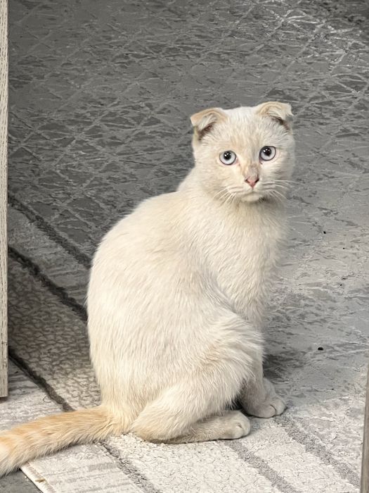 Отдам кошку красивую