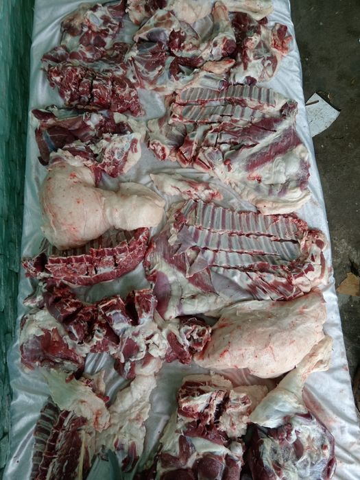 Кочкор кой Qochqor qoy quy кой