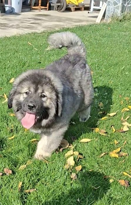 Кавказка Овчарка