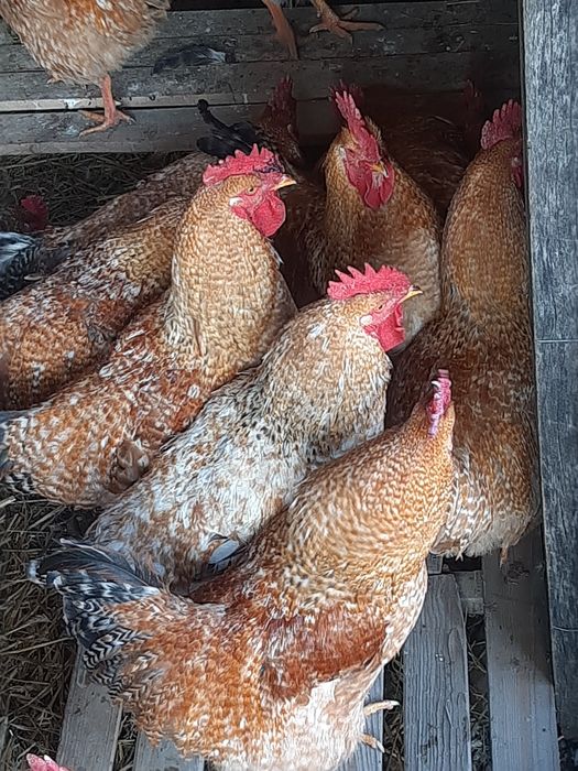 cocoși tineri crescuți la curte schimb cu cereale