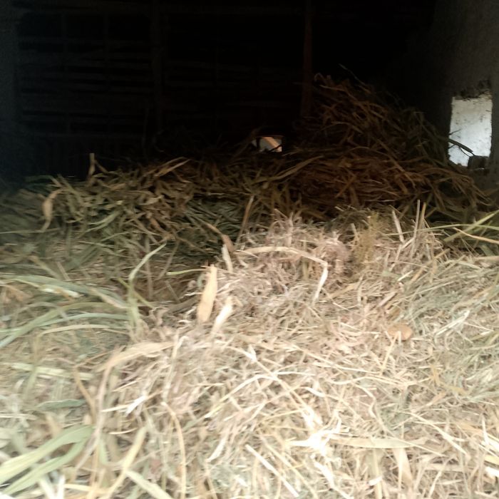 Makkayipoya saмom poyа beda