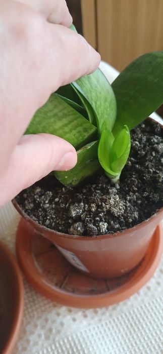 2 ghivece Sansevieria 50 lei amândouă