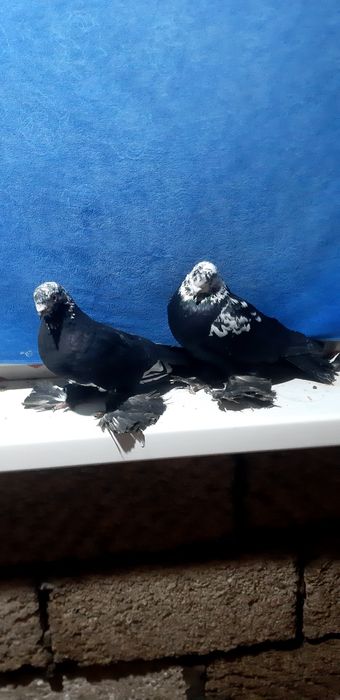 Продаются несколько пар