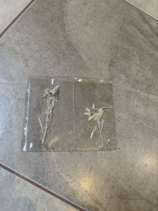 Еделвайс- хербаризиран за сувенир