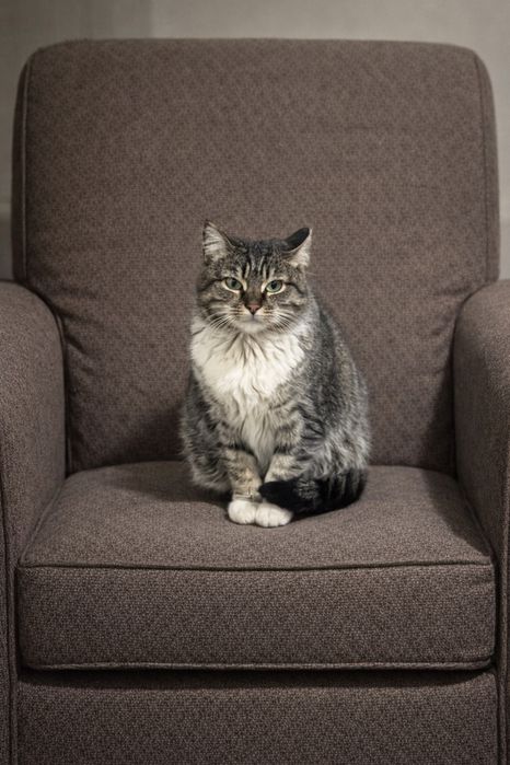 ЭМИ ищет семью. Стерилизована