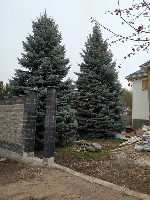 Продам голубые ели большие