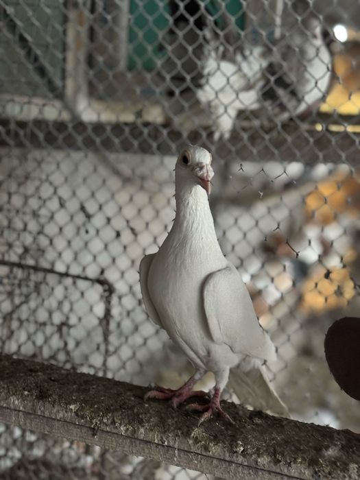 Продам самец дракона !