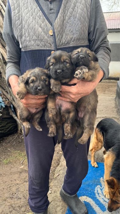 Продам щенков договорная цена