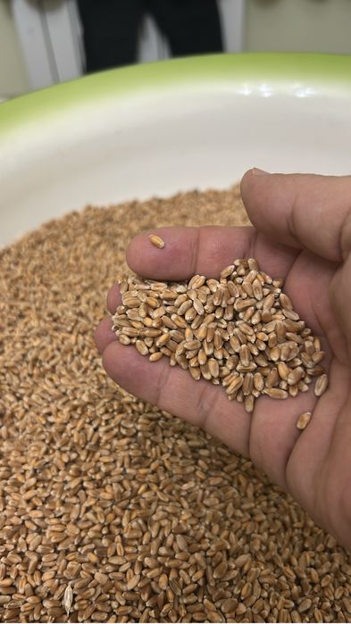 Мука цельнозерновая