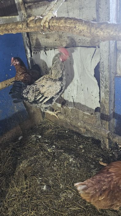 Продаётся годовалый петух