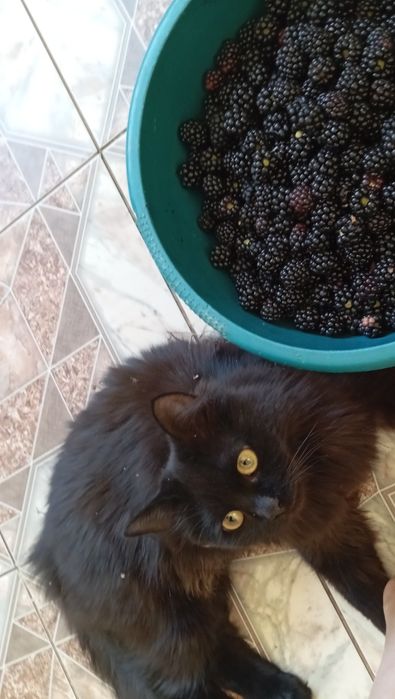 Отдам Чернышку в добрые руки