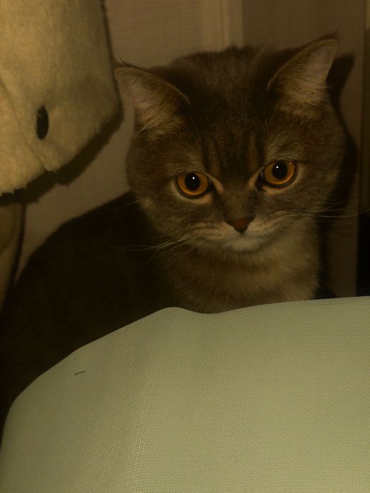 Кот - Ляля, 3 года
