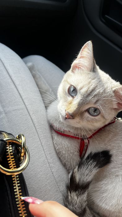 Кот домашний за 10к