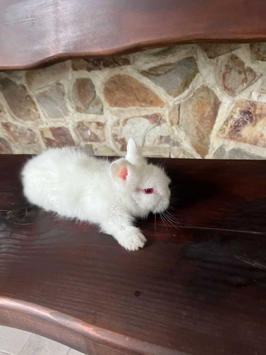 Продавам декоративни бели зайчета с червени очички. 40лв