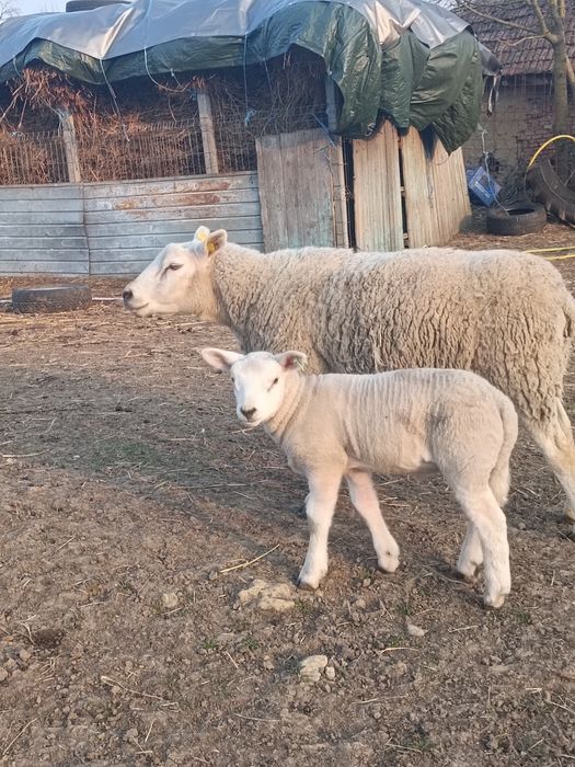 Berbeci  texel de vânzare