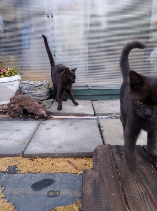 Отдам котят в надёжные руки