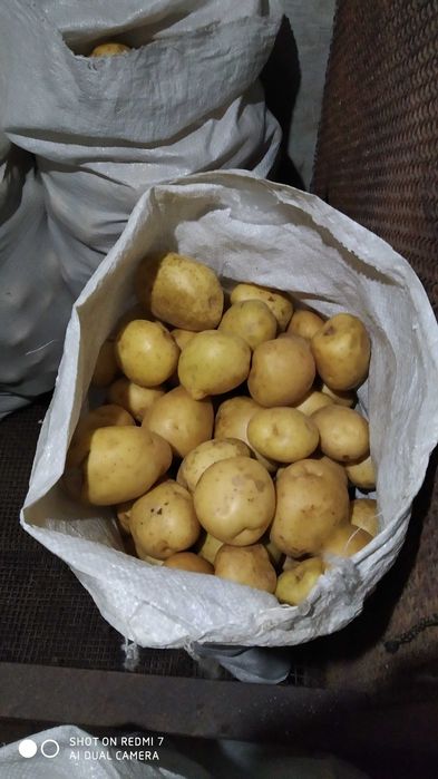 Домашний картофель