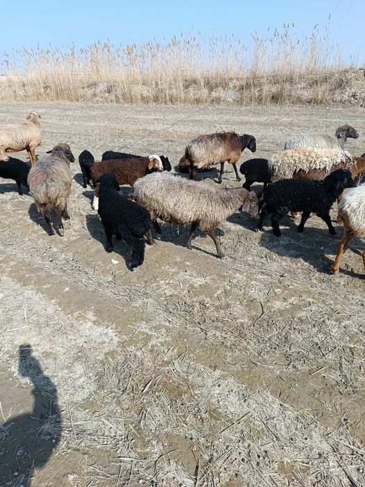 Она бола араби қўйлар сотилади