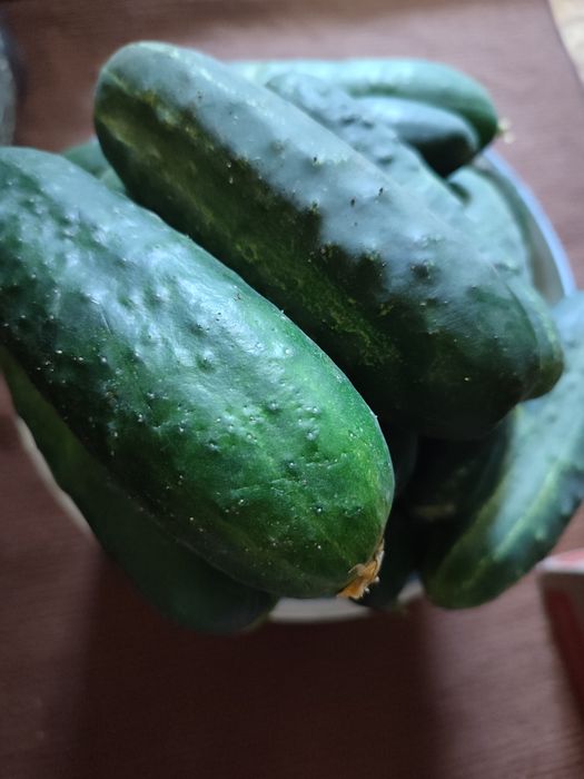 Продам дачные огурцы