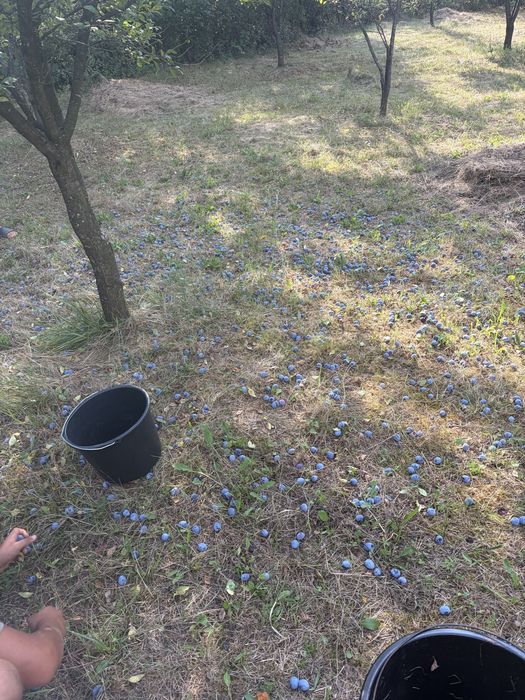 Prune de tuica de vanzare