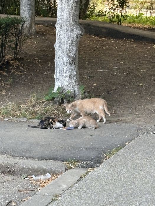 pui de pisica fara casa