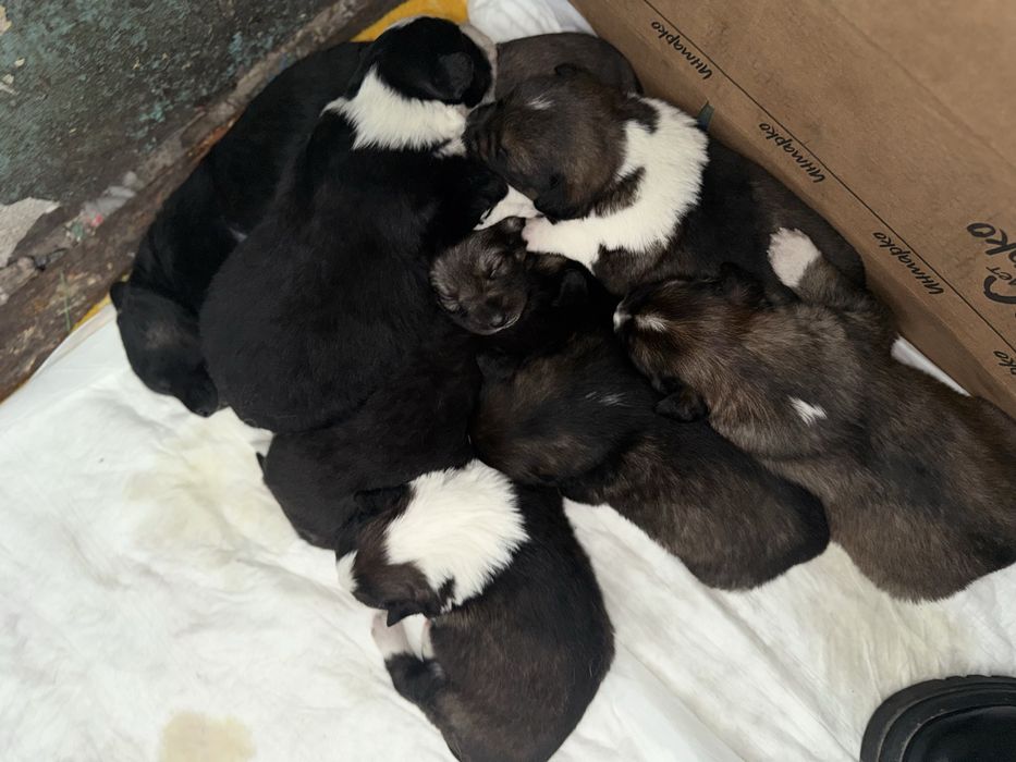 Отдам щенков в хорошие руки !