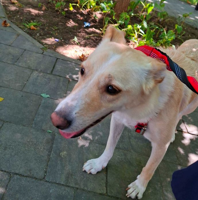 Adoptie caine superb pt curte mare