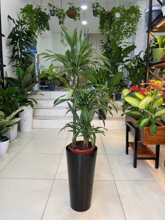 Комнатные растения для дома , ресторанов и офиса