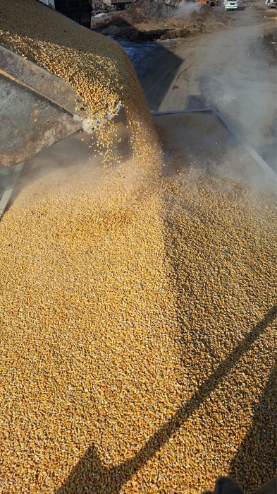 Кукуруза борда.