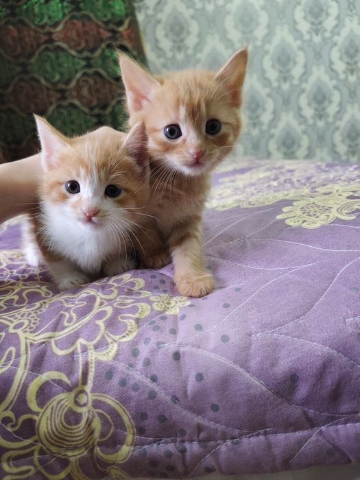 Барчаси берилади 2 oylik