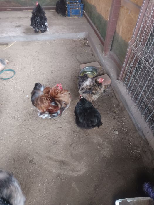 Oua incubat cochincina pitic