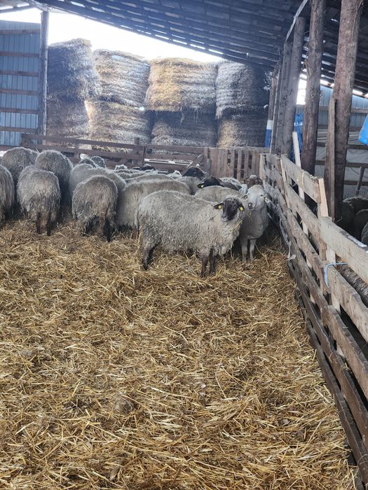 Oi tinere 100 fatate schimb cu auto sau tractor