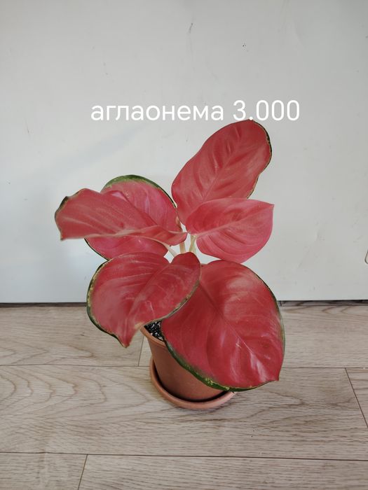 Продаются домашние цветы