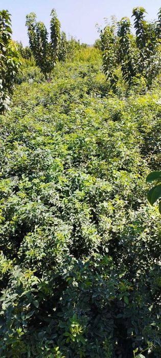 продаётся шиповник (растение)