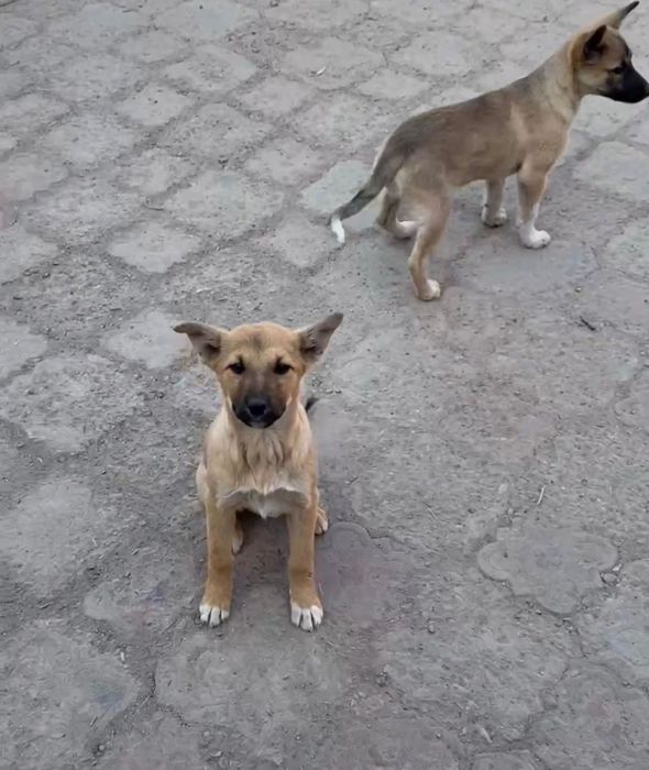 Отдадим красивых щенят